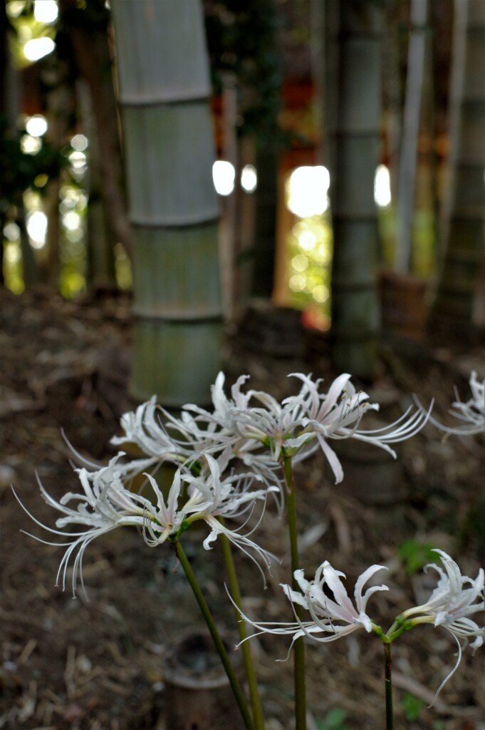 竹林と白い彼岸花。
