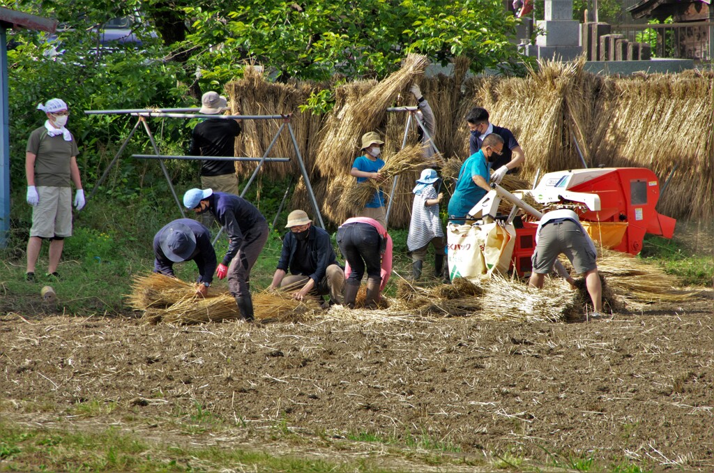 米の収穫：二期作してるのでしょうか？　→　麦の収穫でした。