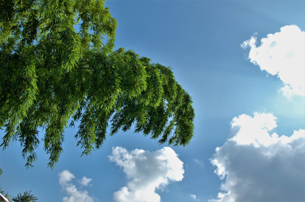 見上げた竹と青空