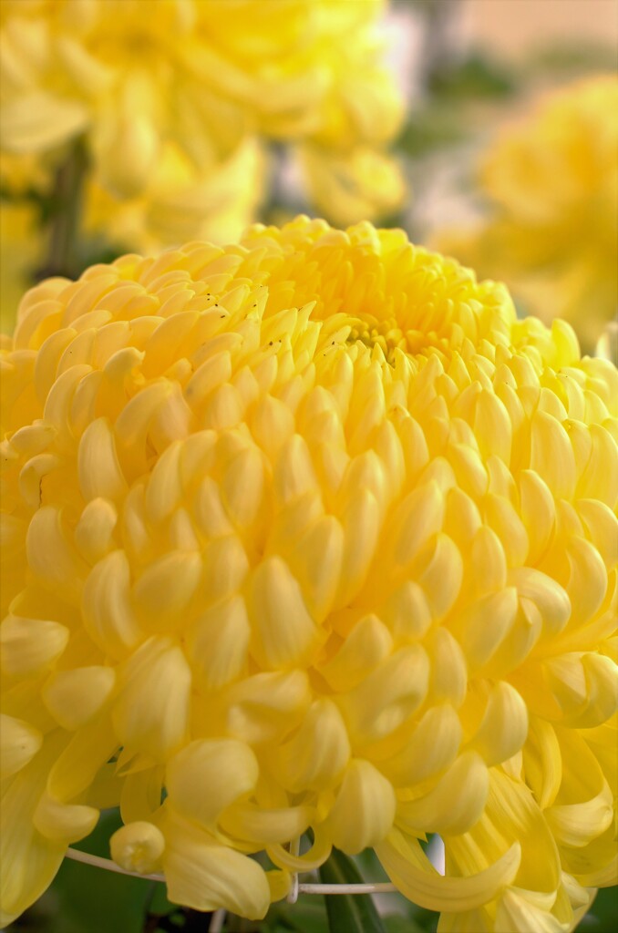 大輪の菊：黄色