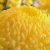 大輪の菊：黄色