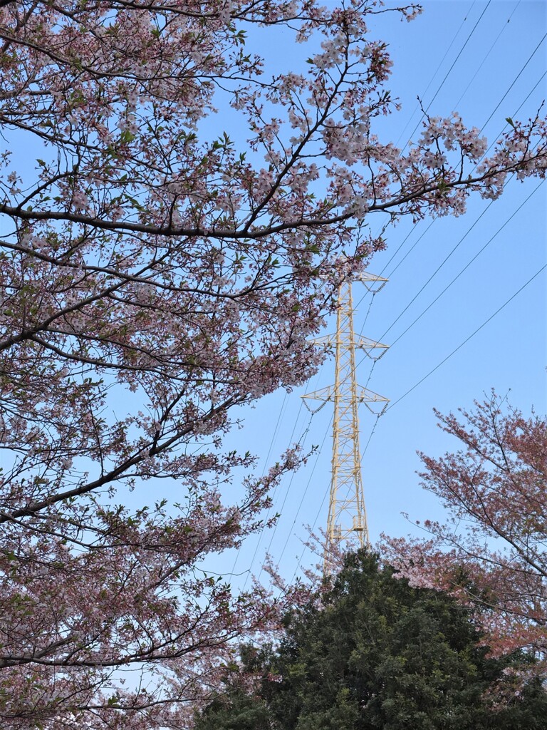 サクラの向こうに送電線