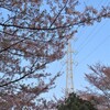 サクラの向こうに送電線