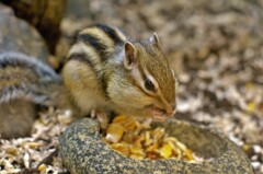 シマリス：お前は違うんじゃないのかい？