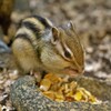 シマリス：お前は違うんじゃないのかい？