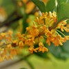 あっという間に終わってしまった：キンモクセイのシーズン。
