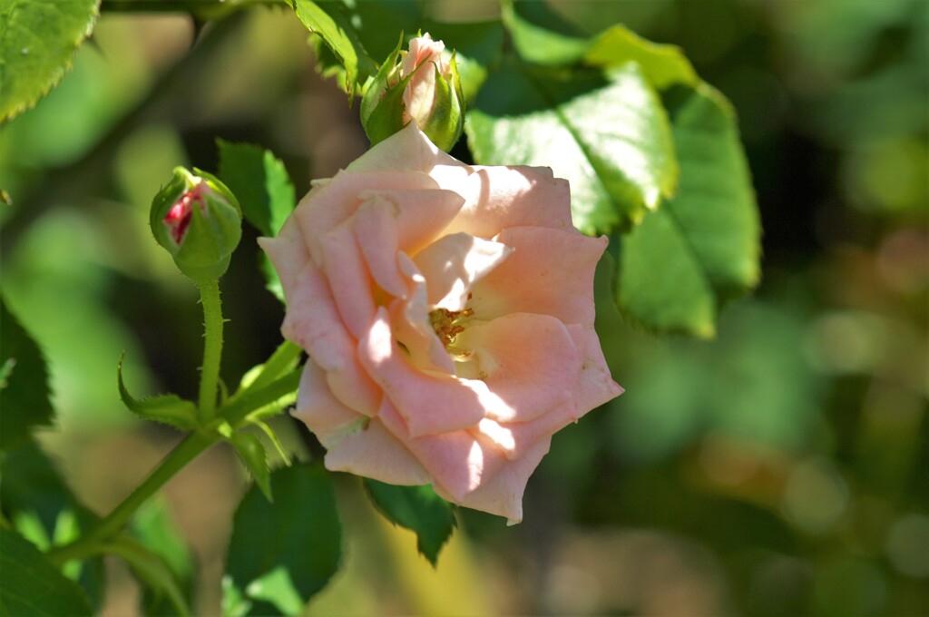 薄いピンク色のバラ