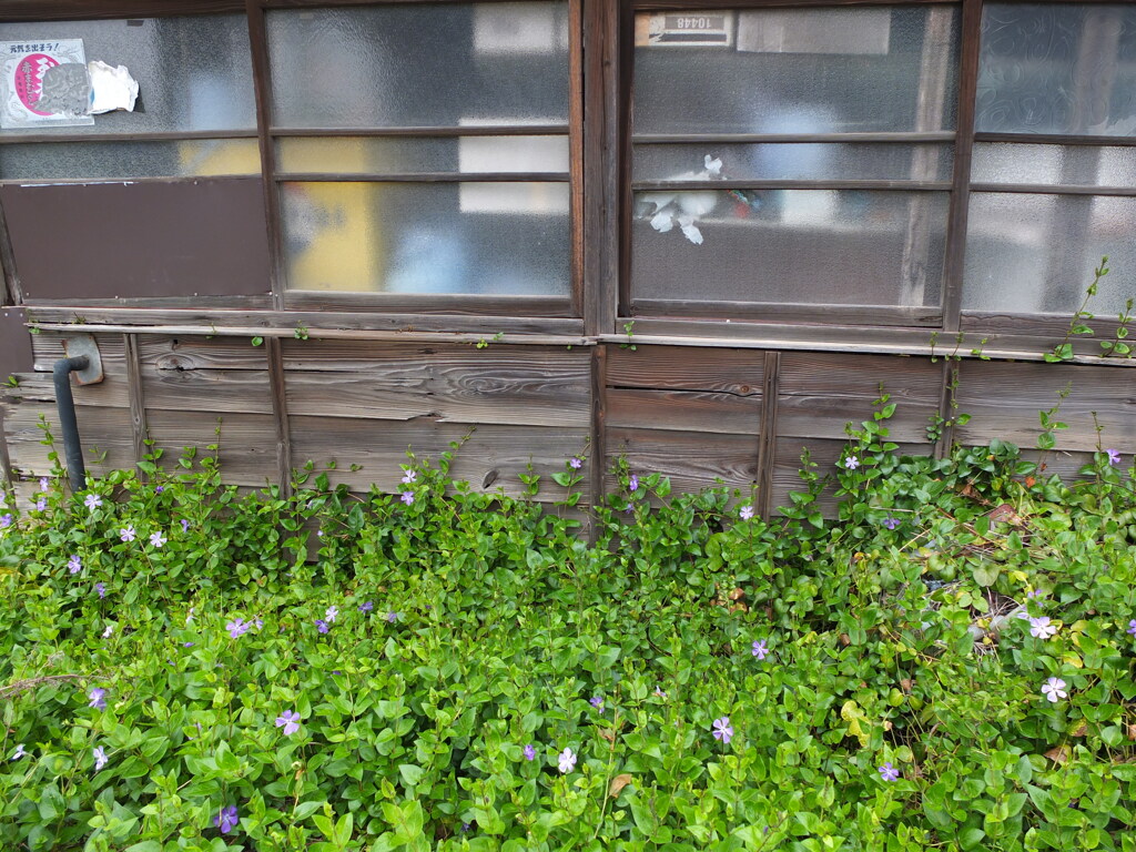 板壁よりも草が優勢