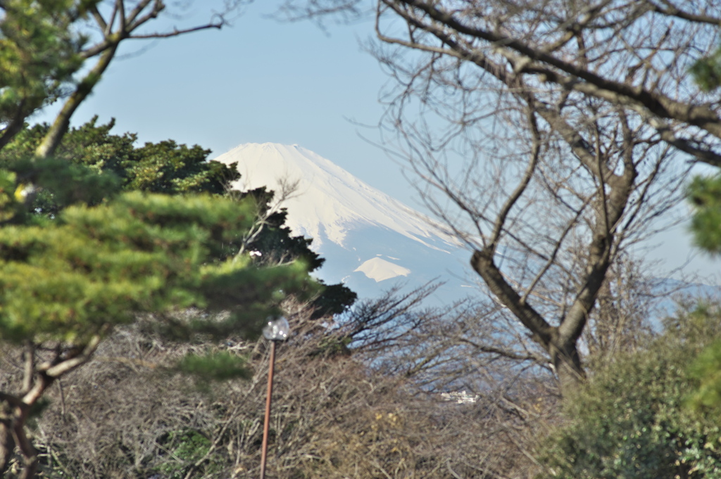 樹木の向こうの富士