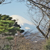 樹木の向こうの富士