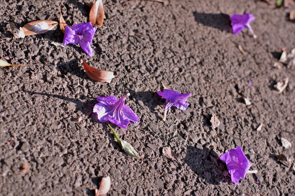 落ちた花。