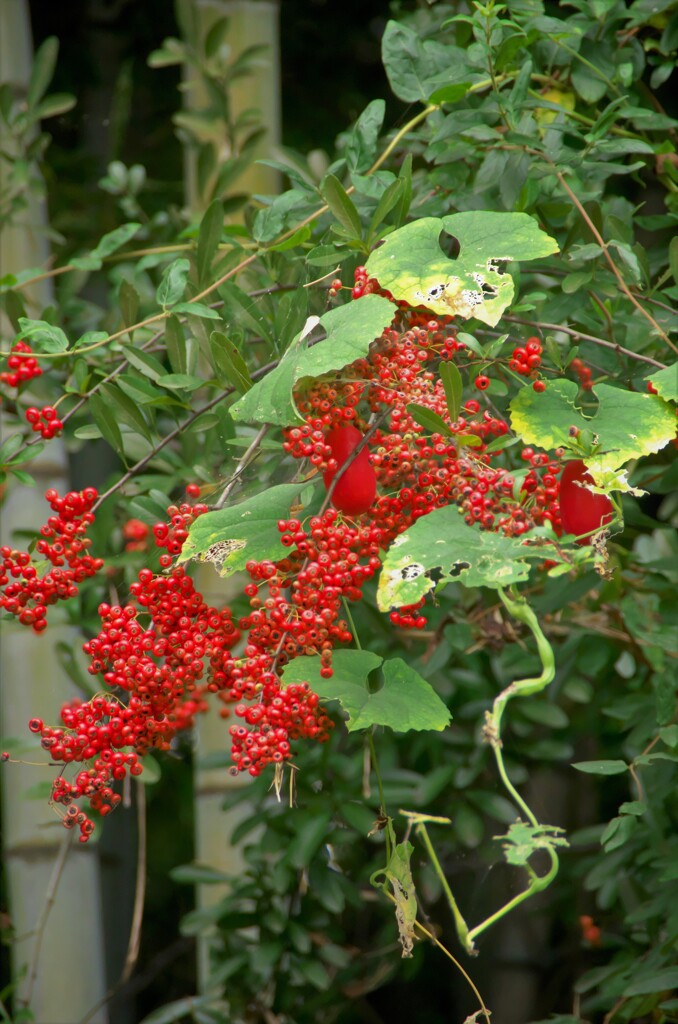 深紅の決闘