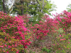 公園のツツジ