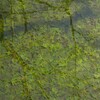 水底に沈むモミジ