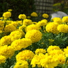 マリーゴールド：黄色