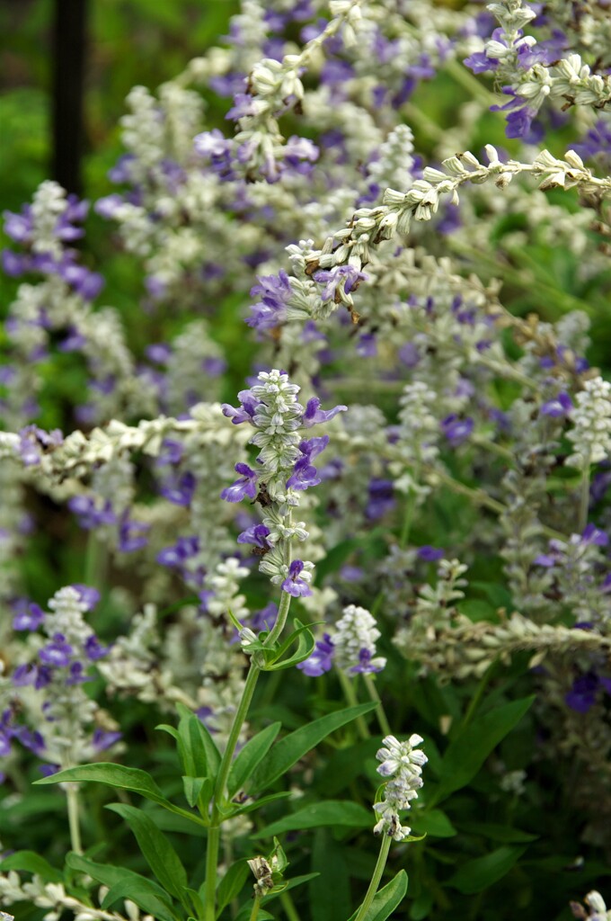 群生していた草花