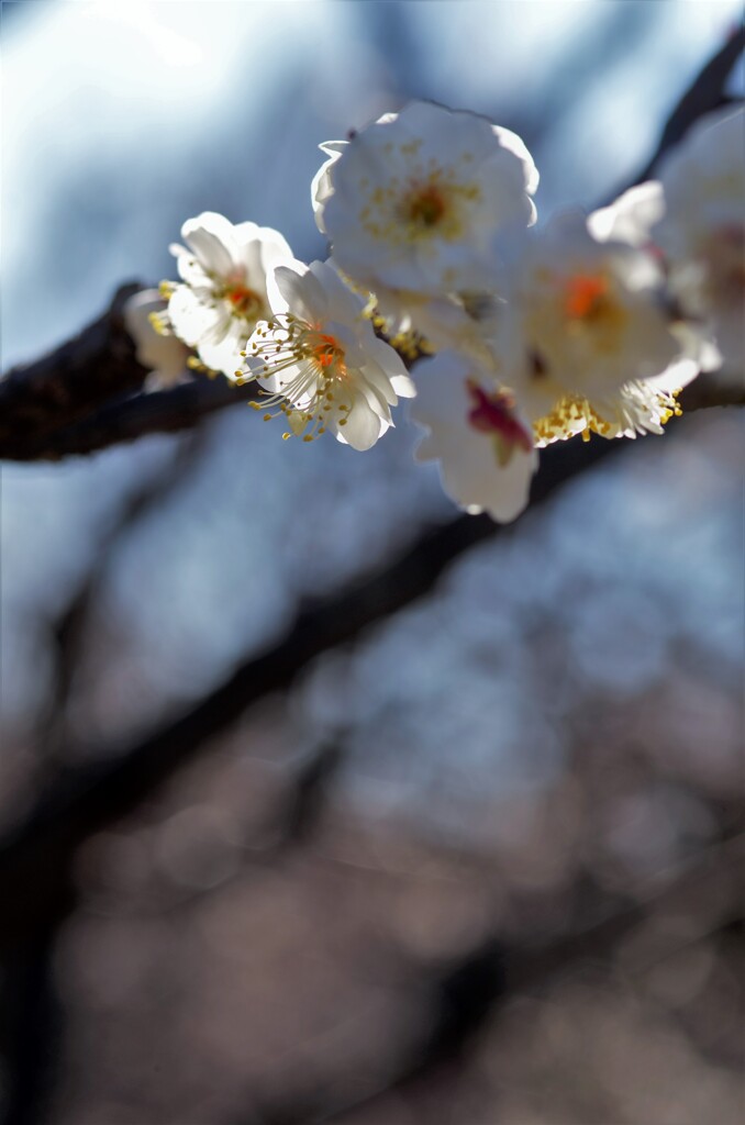 梅花：虎の尾