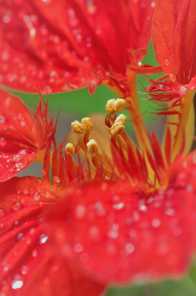 金蓮花
