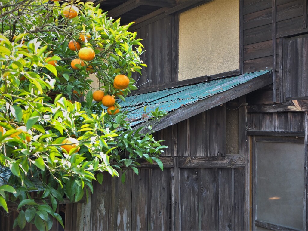 納屋とみかん