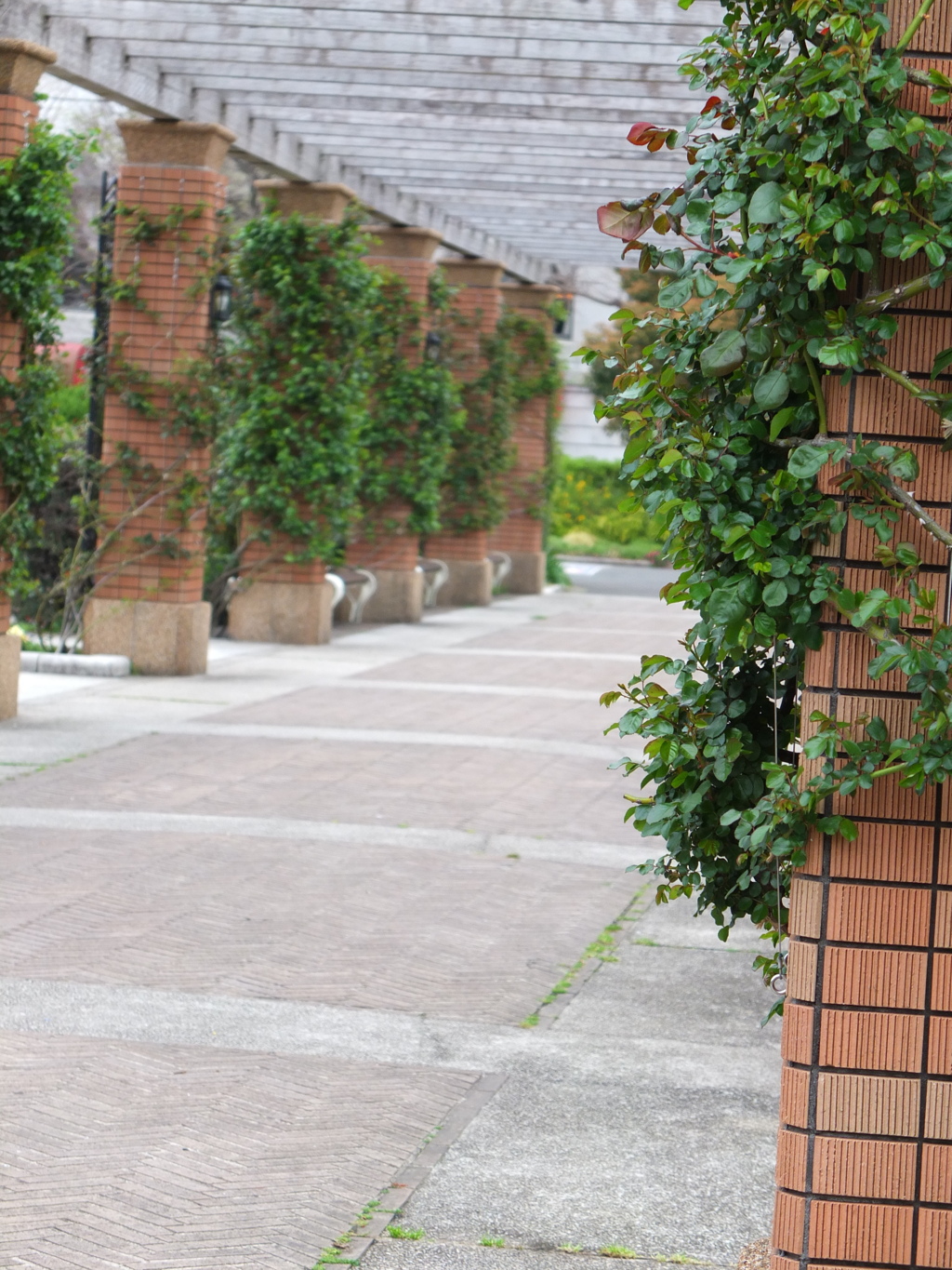 公園の中：通路　赤レンガと緑