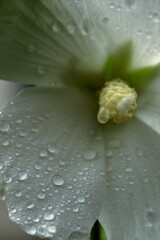 雨続きですることもなしに。