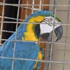 コンゴウインコ：すげえうるせえ