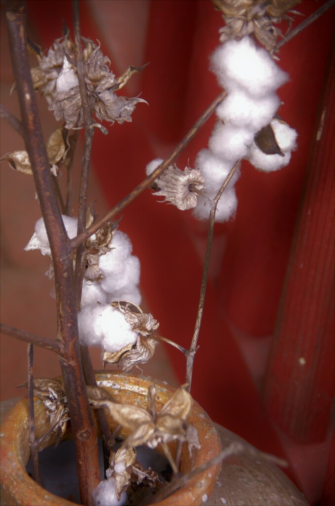 綿の花。