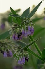 コンフリーの花。