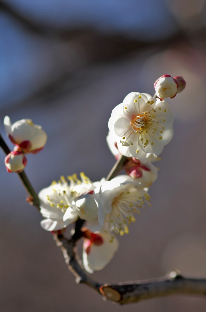 梅花：鄙の都