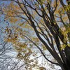 相模三川公園：ケヤキ