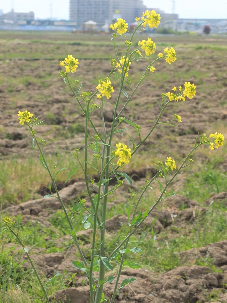 孤高の菜の花