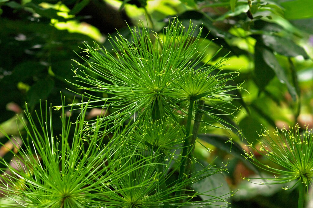 池の鉢植え（ミニパピルス）