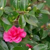 山茶花