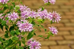 ピンクの草花