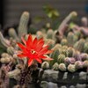 サボテンの開花