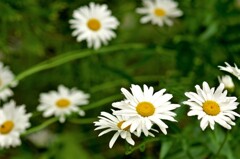 夏の白花：デイジー？