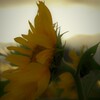 秋のひまわり：夕方