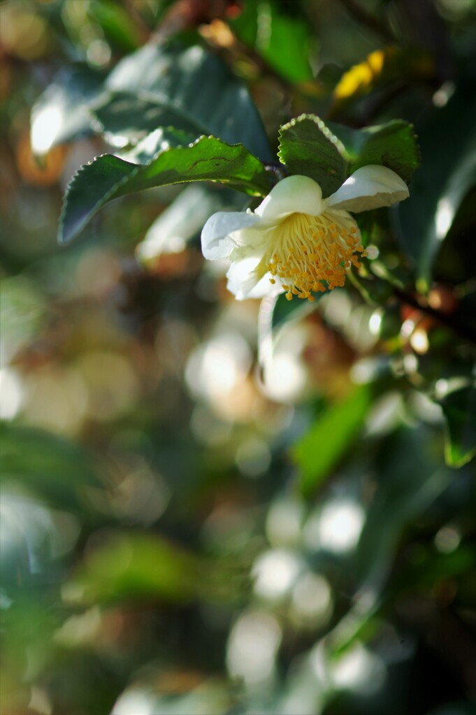 お茶の花。