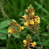 帰化植物だとは思うのですが……。