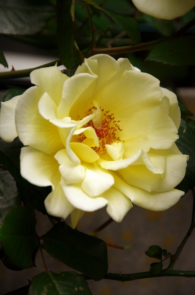 薔薇の季節ですね。