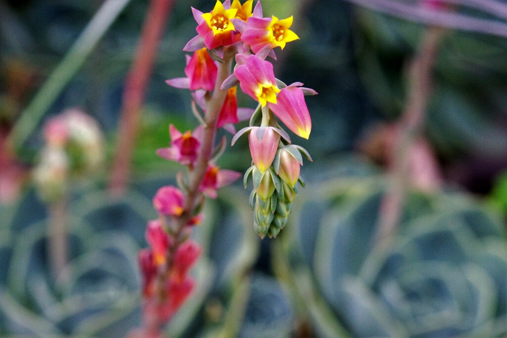 サボテンの花