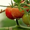 雨中のプチトマト。