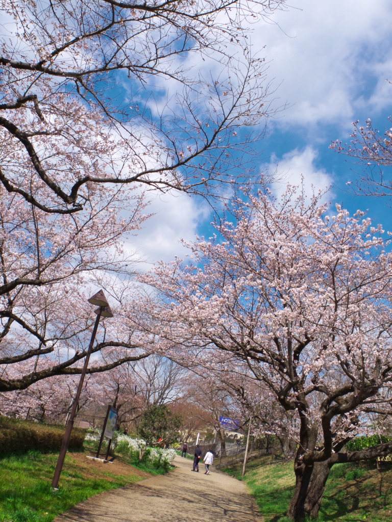 公園：サクラ通路