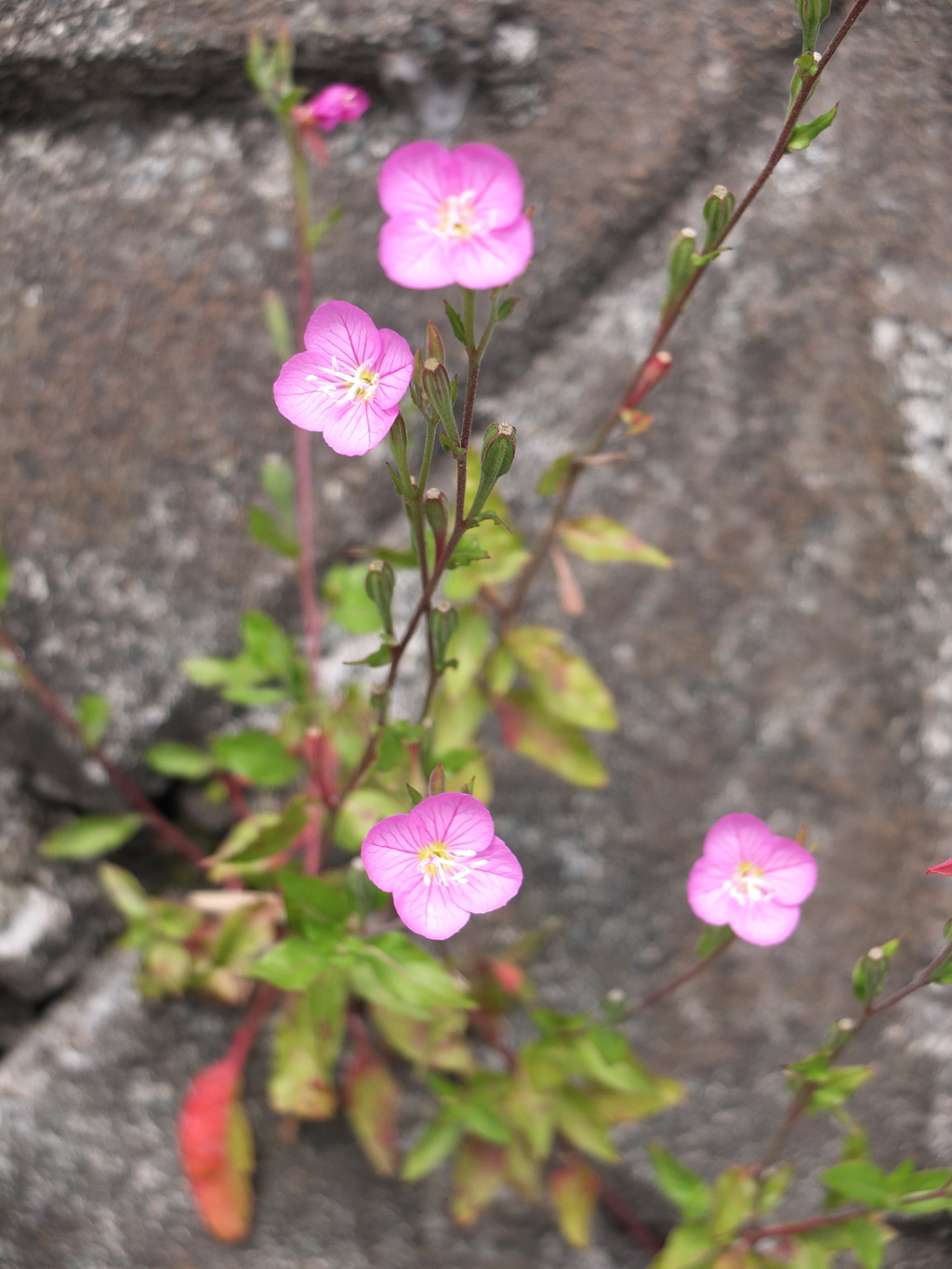 きれいですねえ。