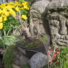 植木鉢とコケ：へんな顔と