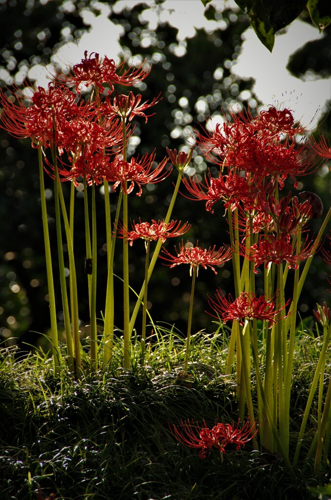 暗がりで咲く。