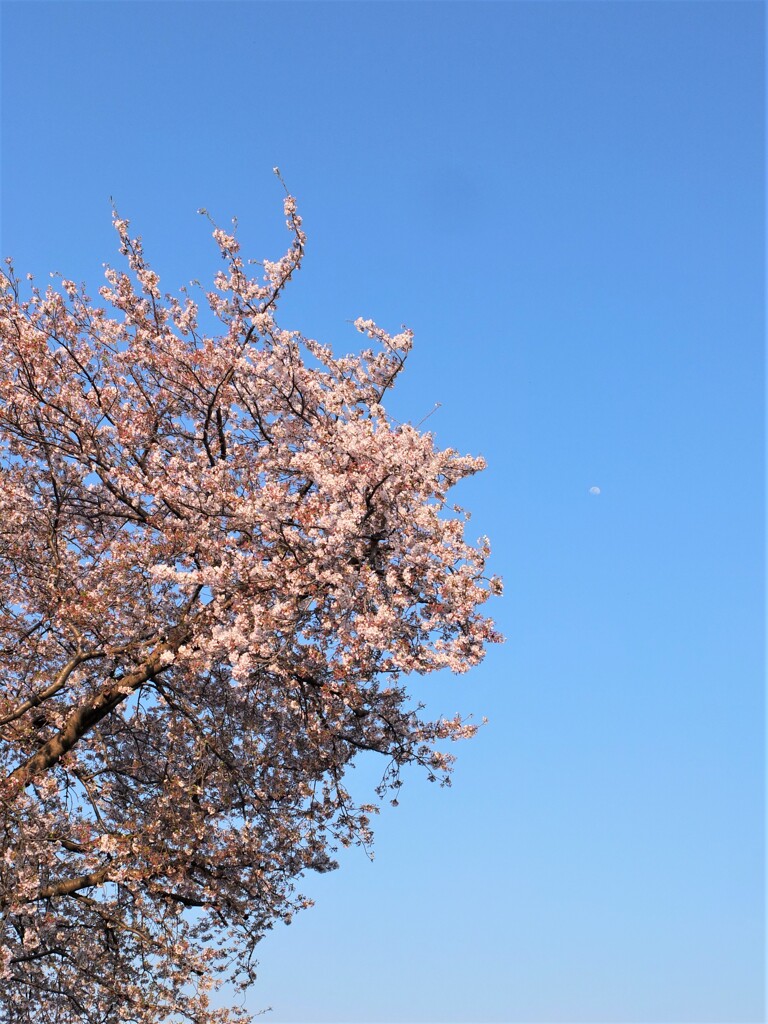 空とサクラ