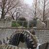 サクラと流れる水