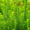 これぞ夏草