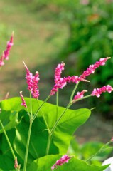 気がつけば幻のよう：アカマンマ